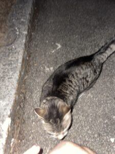 blurry picture of a brown cat at night