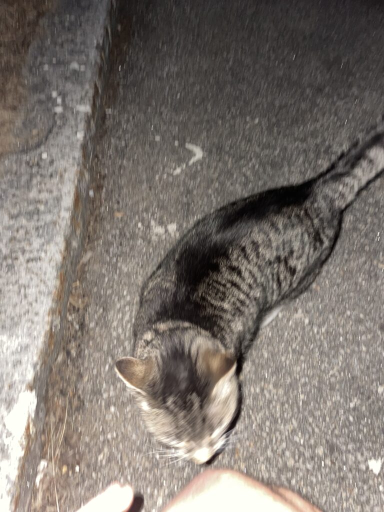 blurry picture of a brown cat at night